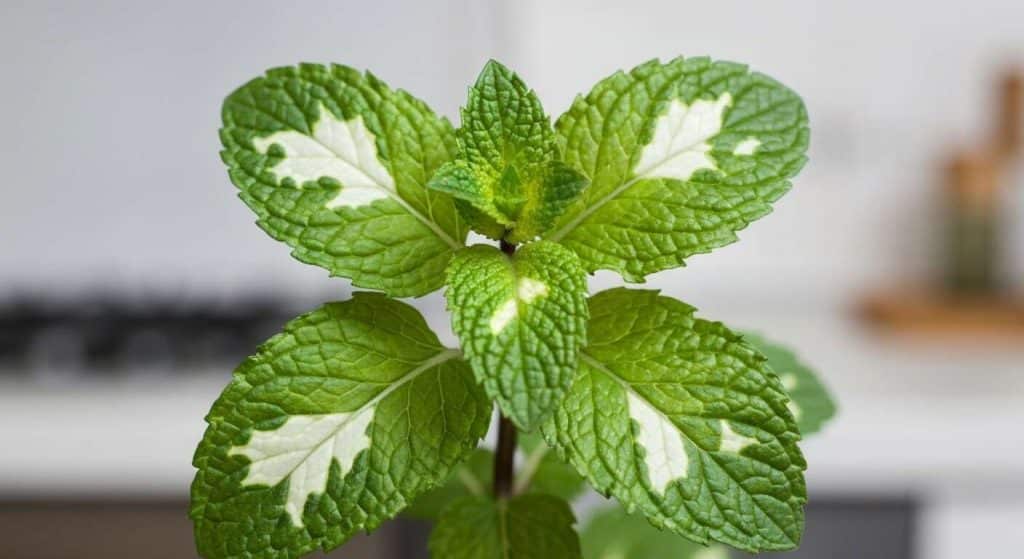 Comment traiter la menthe avec des taches blanches et noires ?