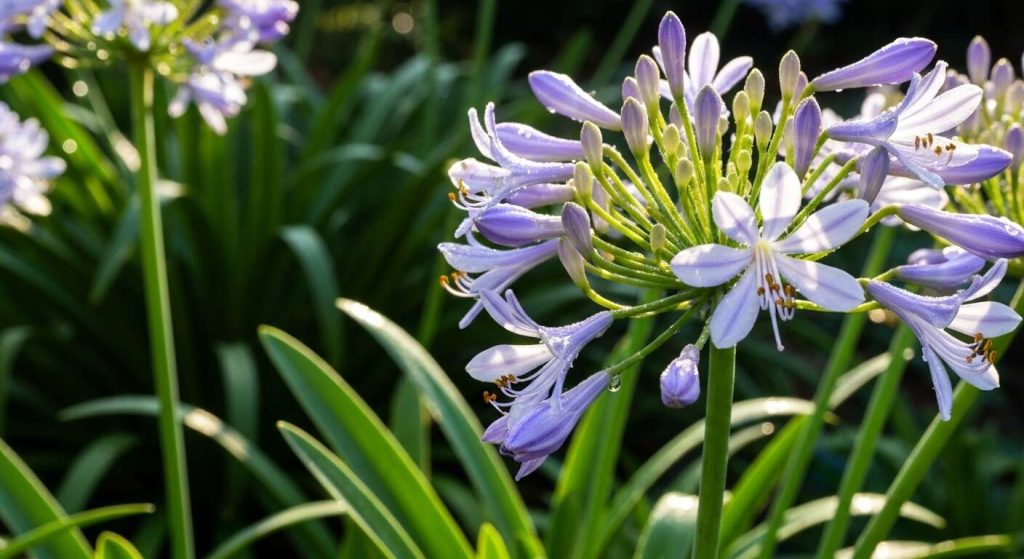 Conseils d'entretien pour agapanthes dans votre jardin