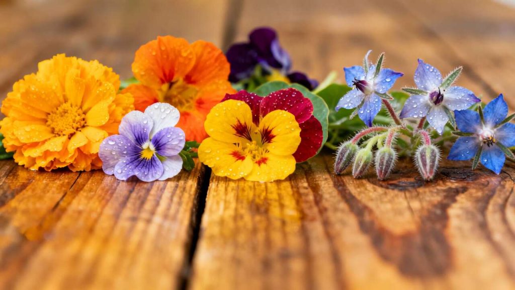 Quelles sont les fleurs comestibles ?