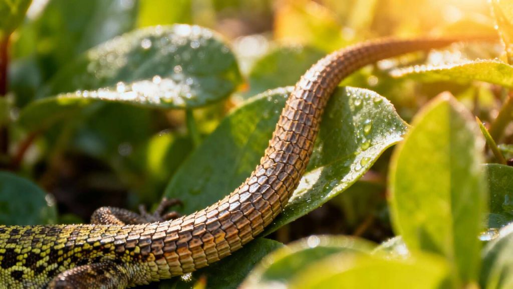 Queue de lézard : conseils de plantation et entretien