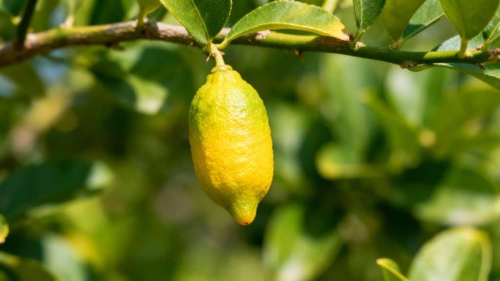 Citron caviar : conseils de plantation, entretien et idées de recettes