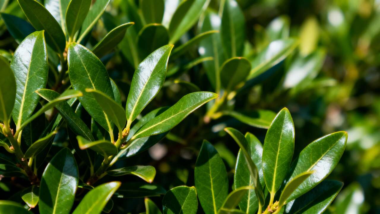 Comment reconnaître les lauriers et éviter les espèces toxiques ?