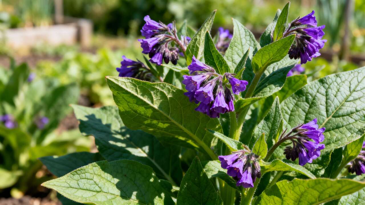 Consoude : utilisation et Bienfaits en Permaculture