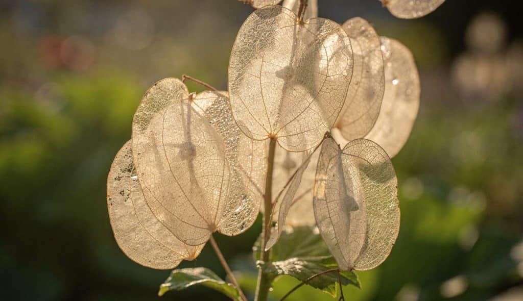 Monnaie du pape : conseils de culture et d'entretien