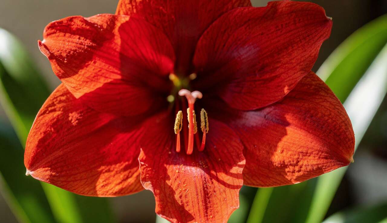 Amaryllis : conseils d'entretien et plantation