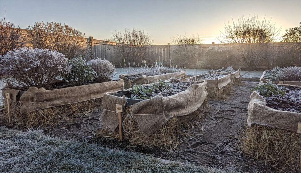 Comment protéger vos plantes du gel ?