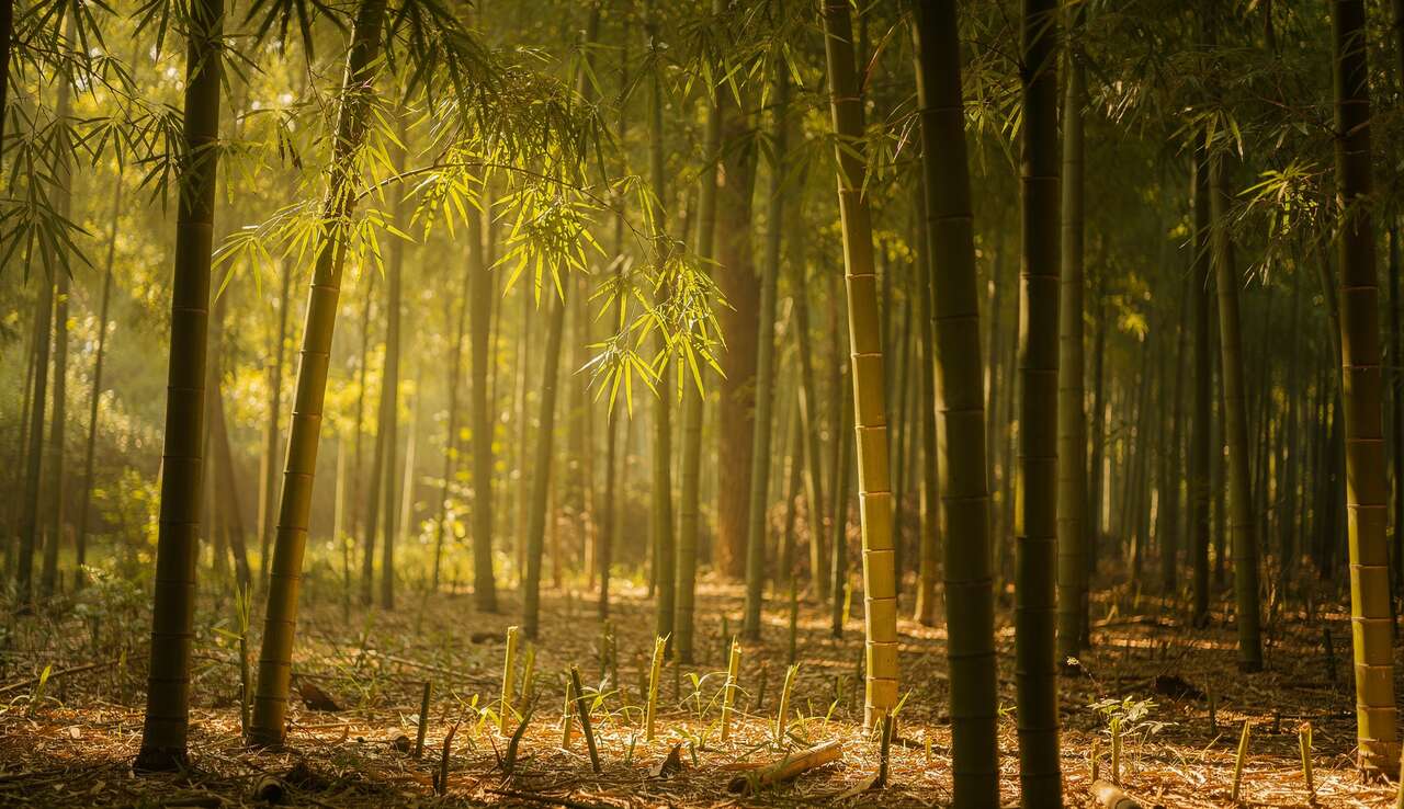 Comment se propage les bambous ?