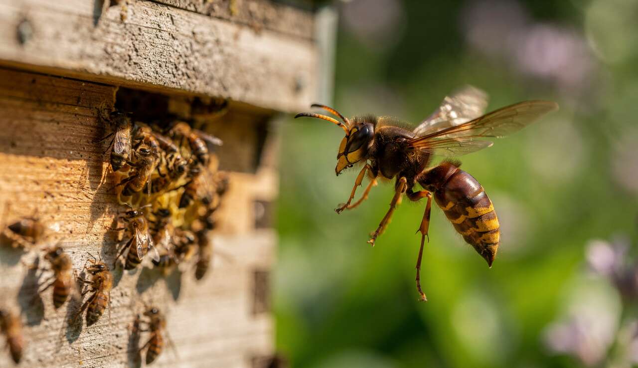 Identification du frelon asiatique