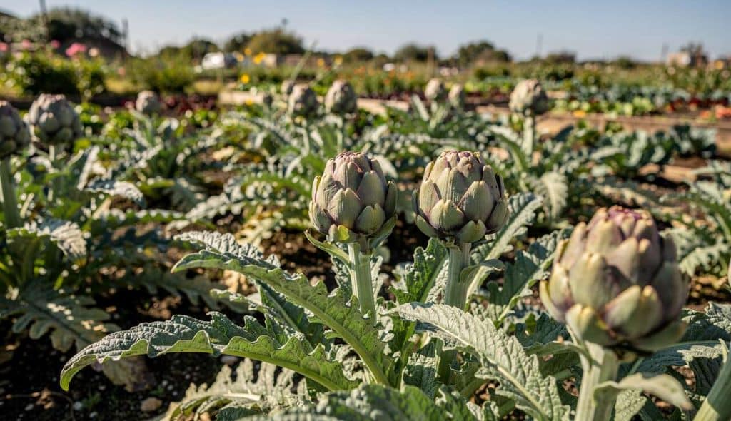 Comment cultiver l'artichaut au potager ?