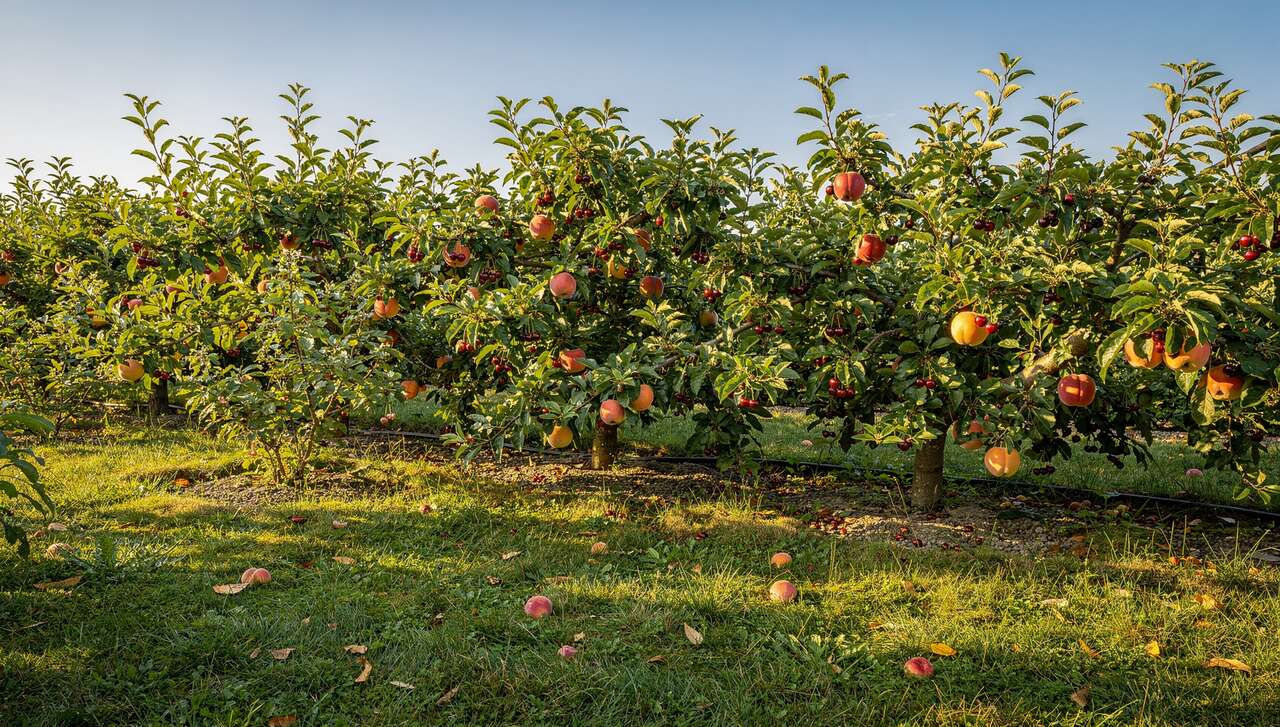 Créer une haie fruitière pour délimiter l'espace Créer une haie fruitière pour délimiter l'espace