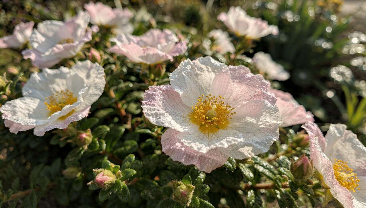Ciste : conseils de Plantation et Entretien