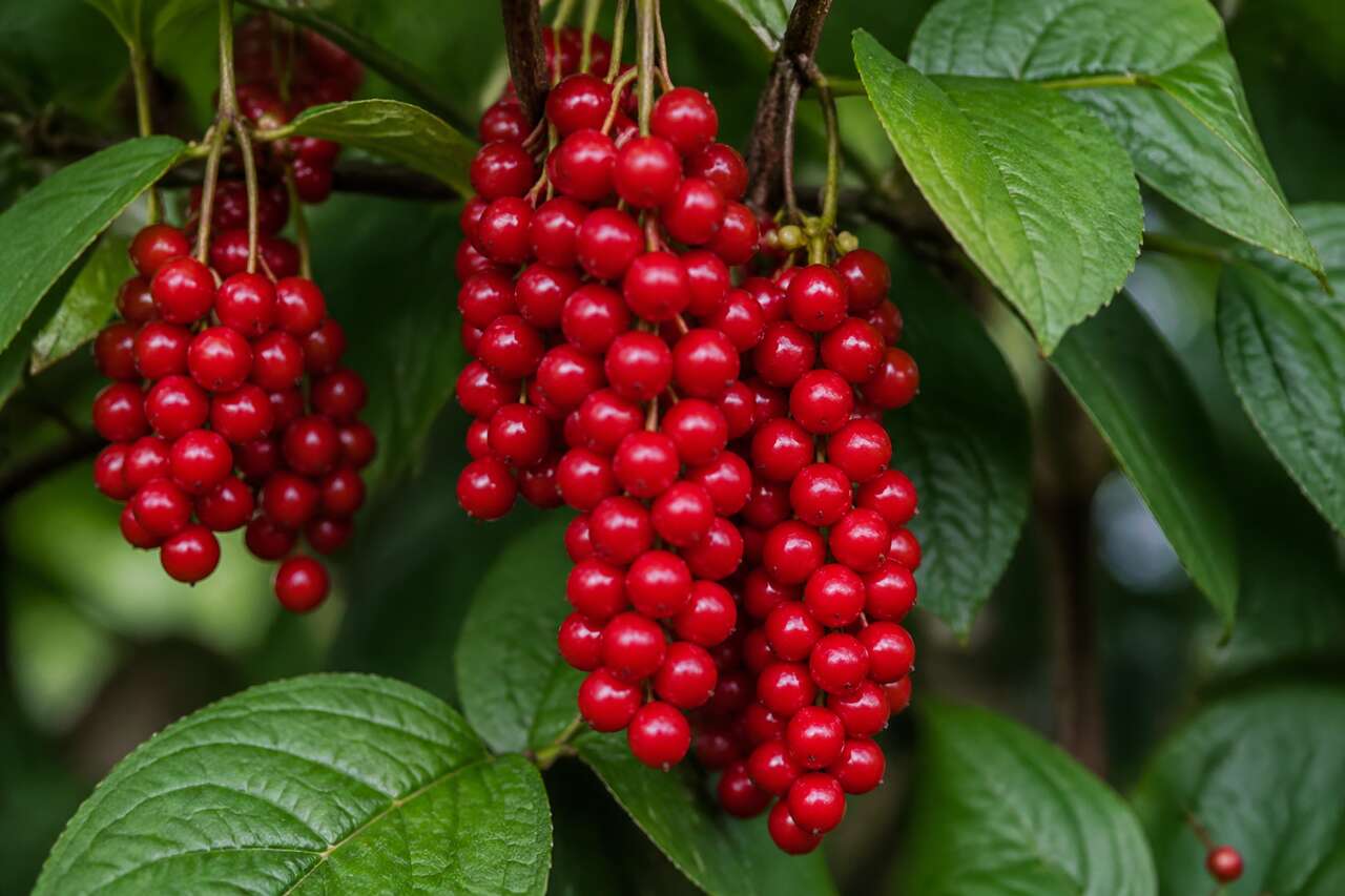 Schisandra de Chine : conseils et Entretien