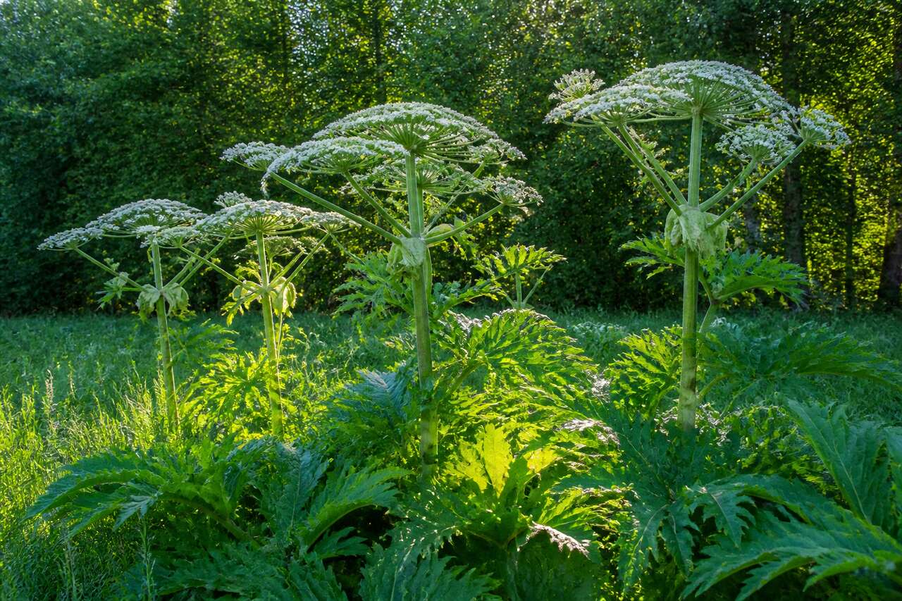 Conseils de Plantation et d'Entretien de la Berce