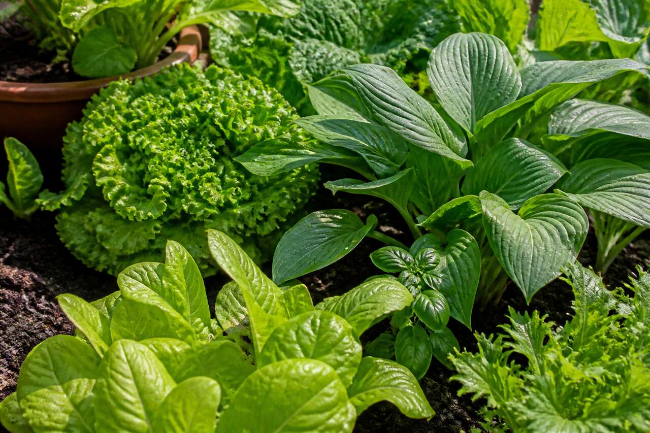Anti-limaces biologique : efficacité du phosphate de fer