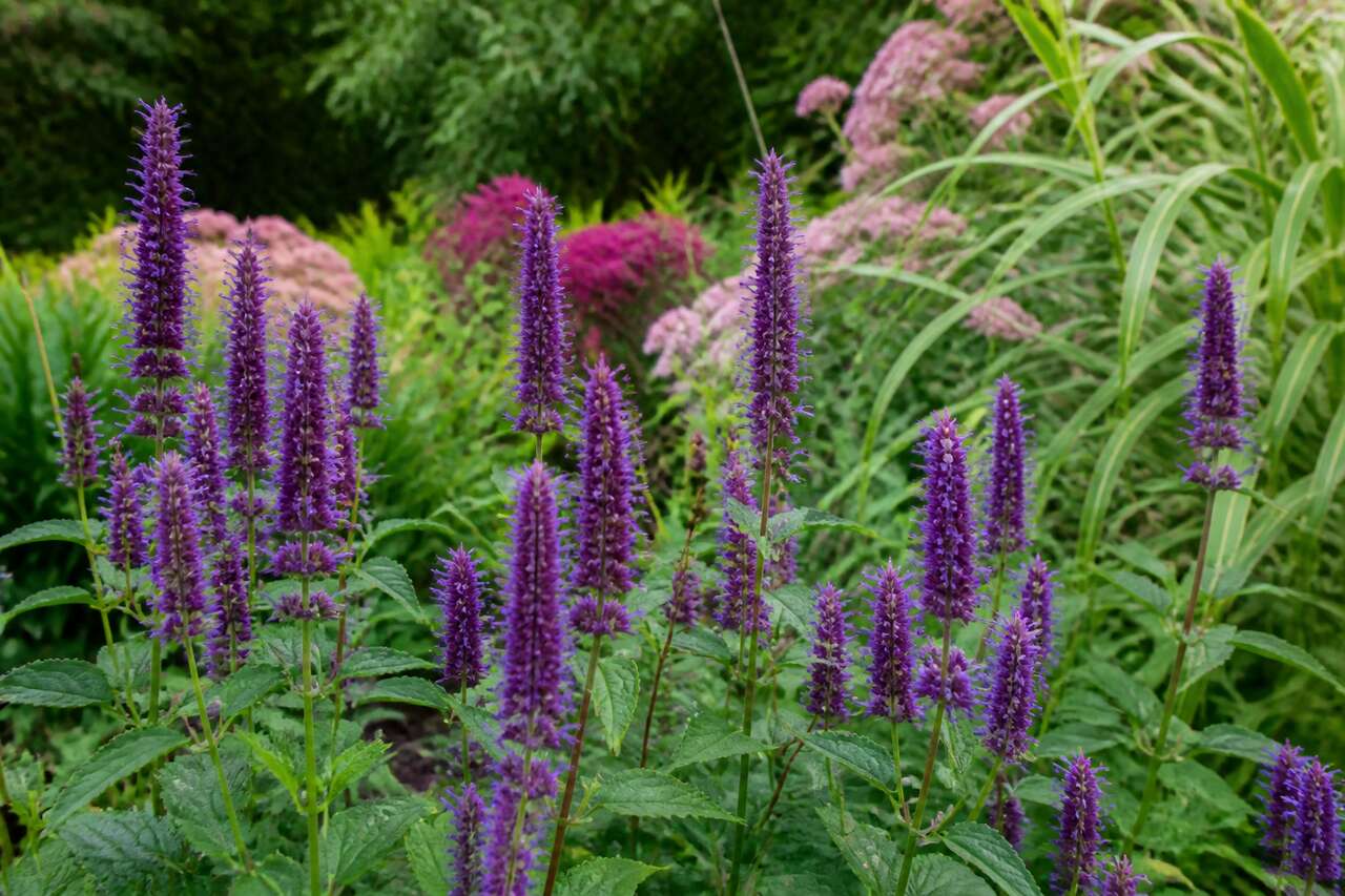 Introduction à l'agastache