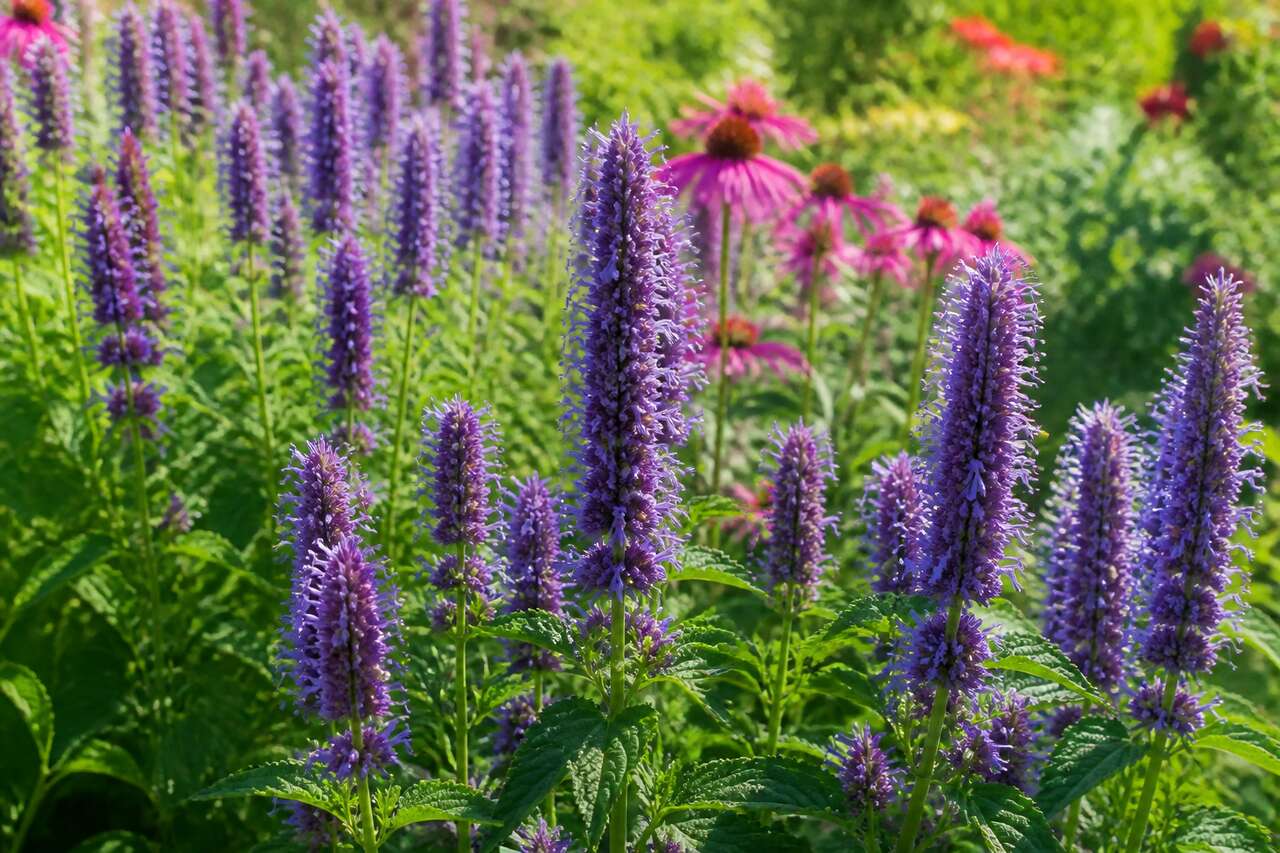Techniques de semis de l'agastache