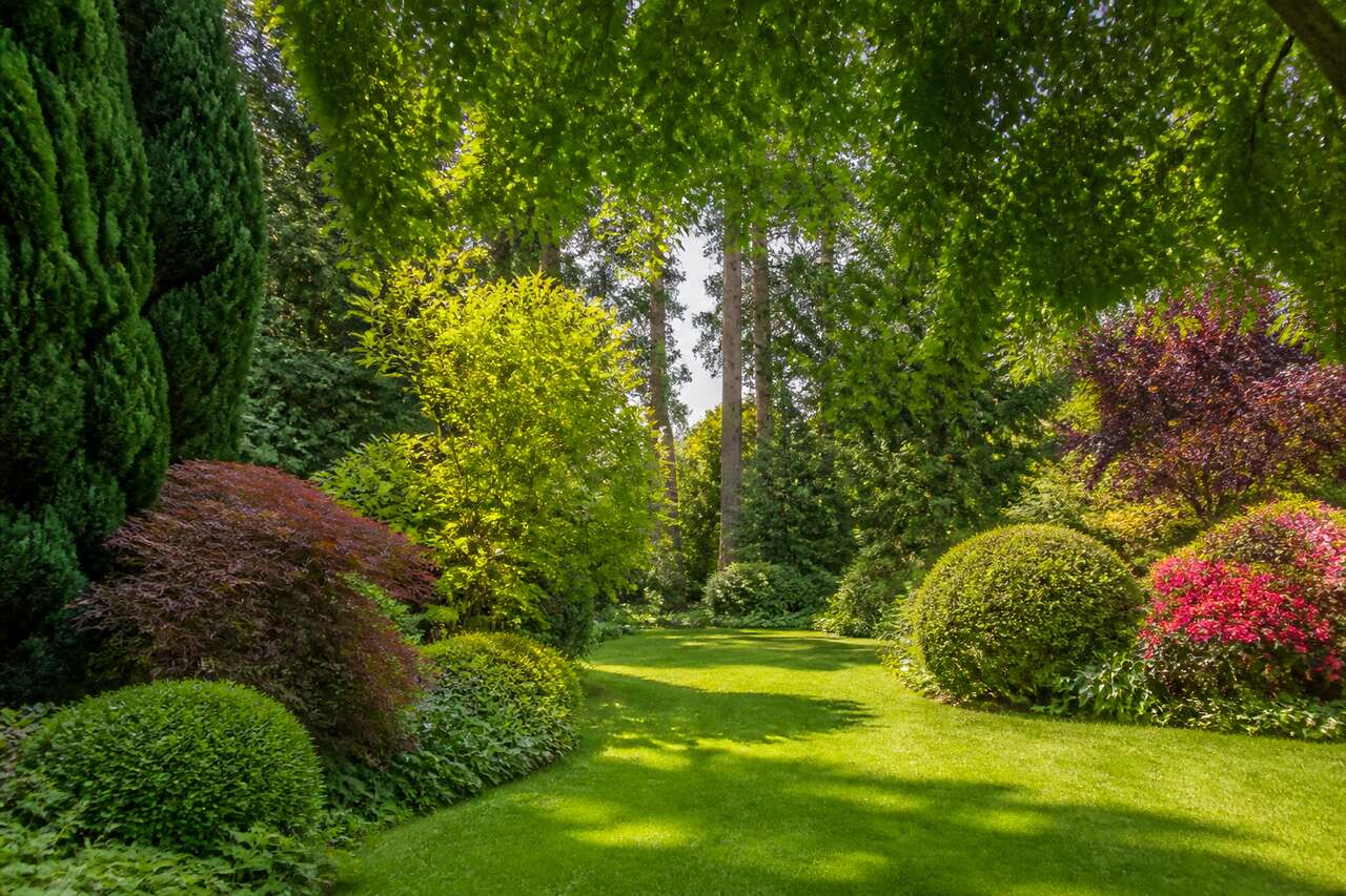 Importance de l'entretien des arbres et arbustes