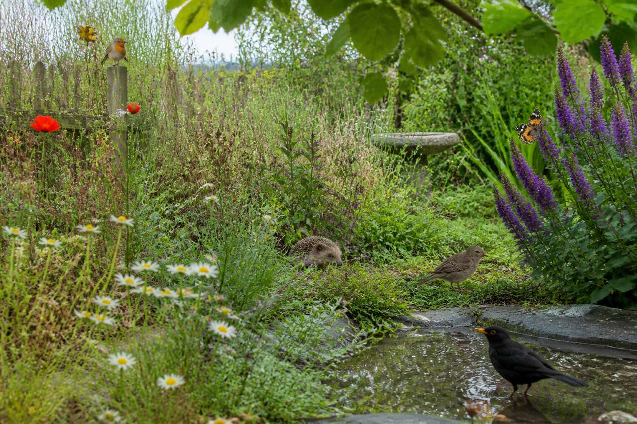 Impact sur la biodiversité de votre jardin