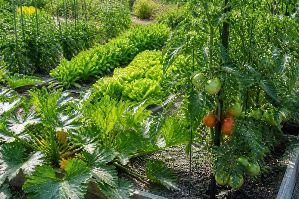 Démarrer son potager en juin : quels légumes planter ?