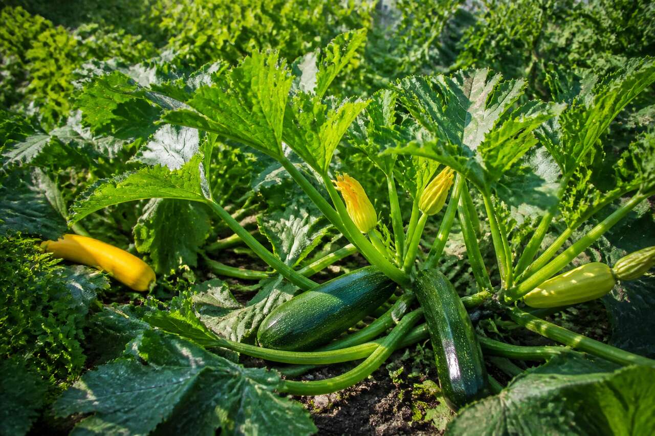 Courgettes et courges : une culture prolifique Courgettes et courges : une culture prolifique