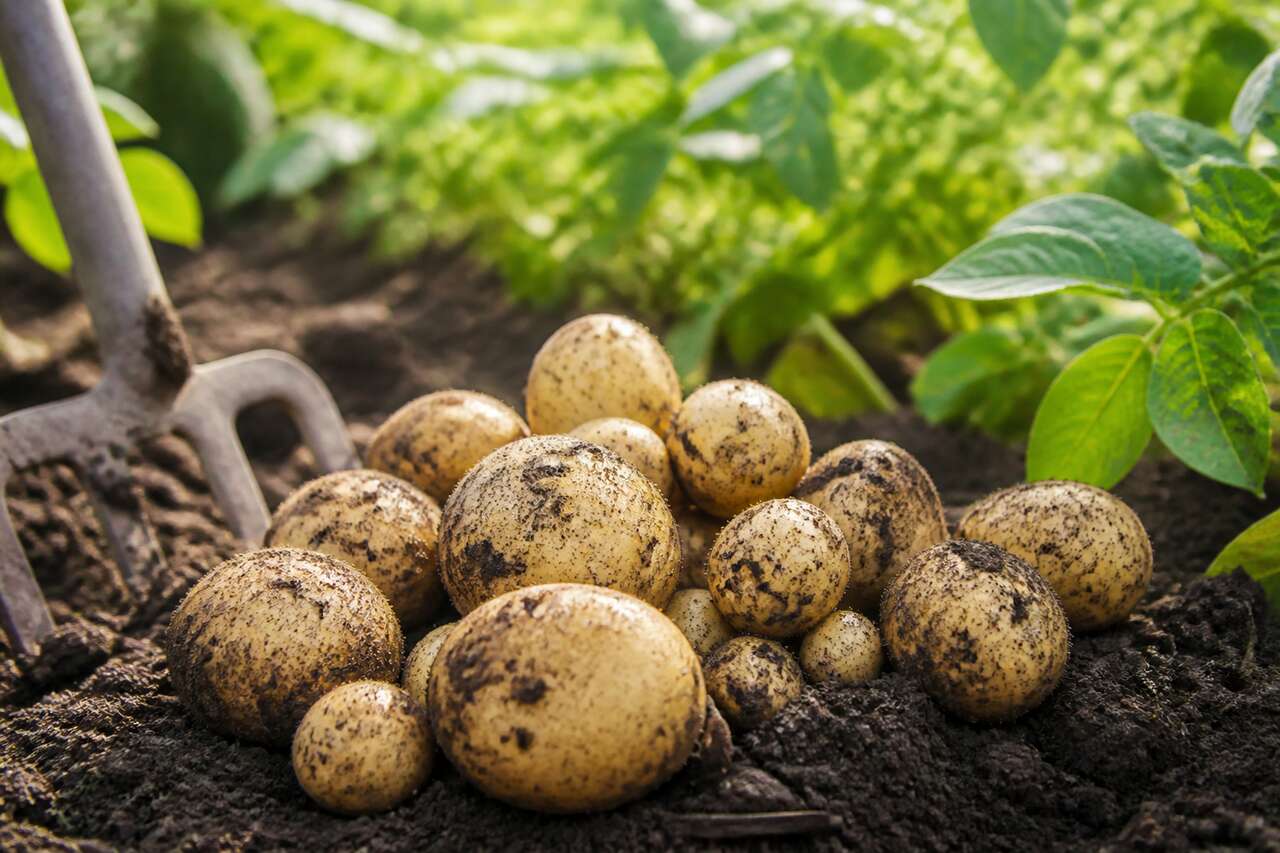Pomme de terre nouvelle : définition et intérêt au jardin Pomme de terre nouvelle : définition et intérêt au jardin
