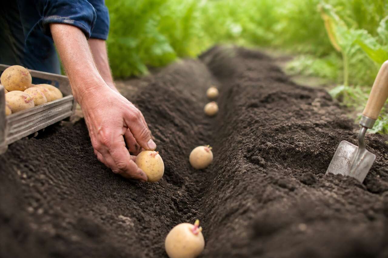 Planter en pleine terre : profondeur, espacement, buttage Planter en pleine terre : profondeur, espacement, buttage