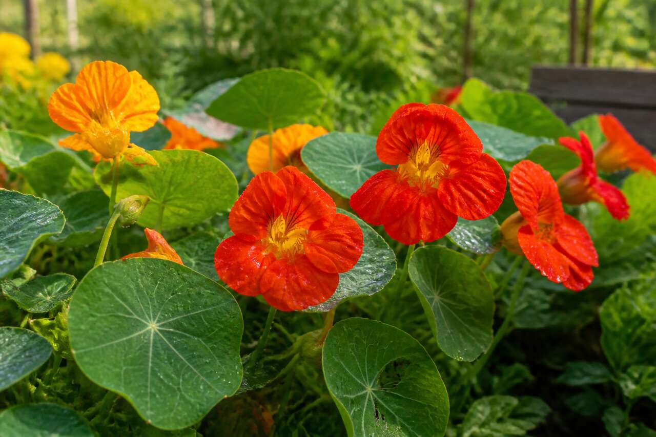 Pourquoi mettre des capucines dans son jardin Pourquoi mettre des capucines dans son jardin