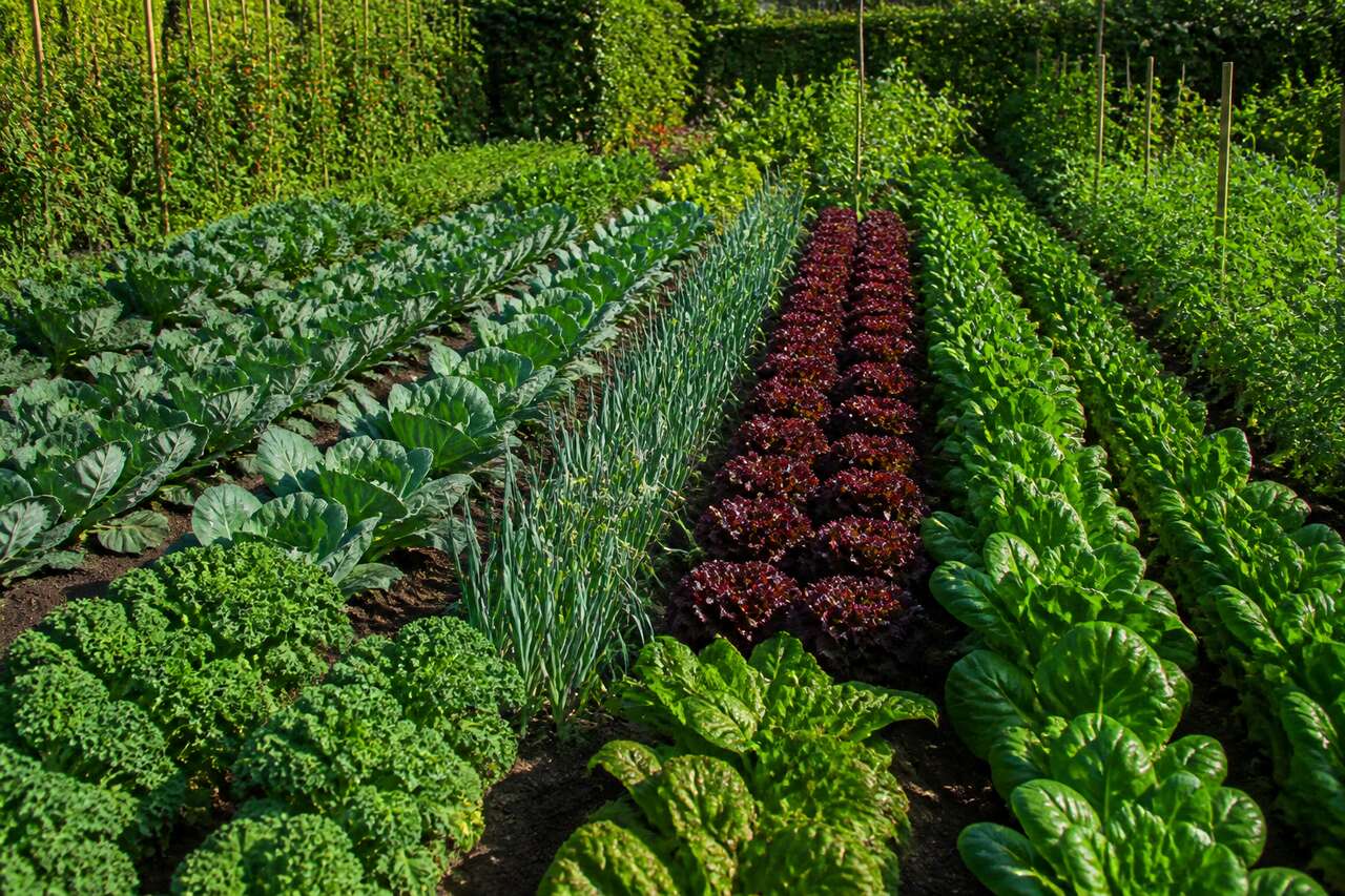 Rotation des cultures au potager bio : guide pratique