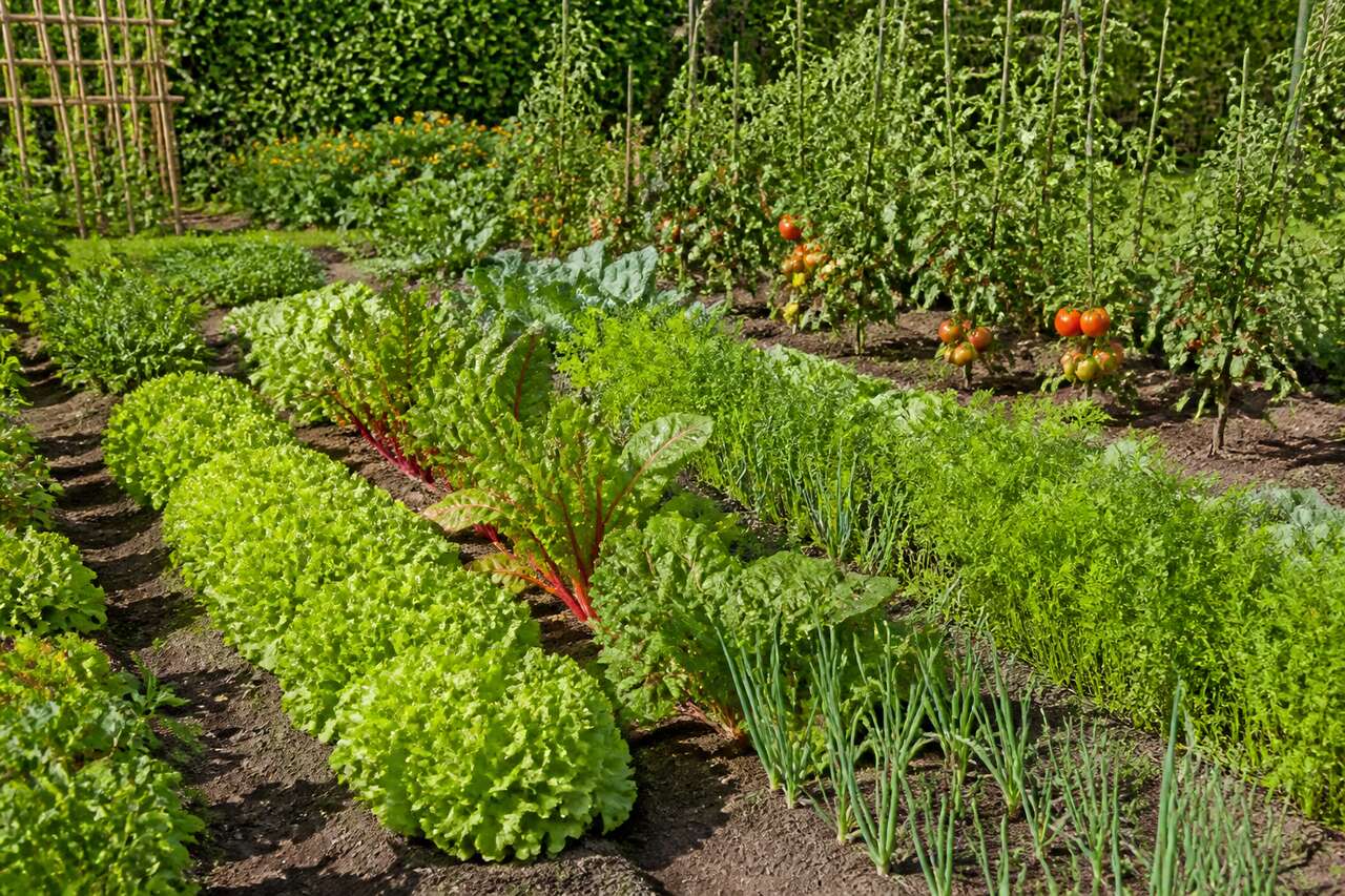 Rotation des cultures : définition et intérêt au potager bio Rotation des cultures : définition et intérêt au potager bio