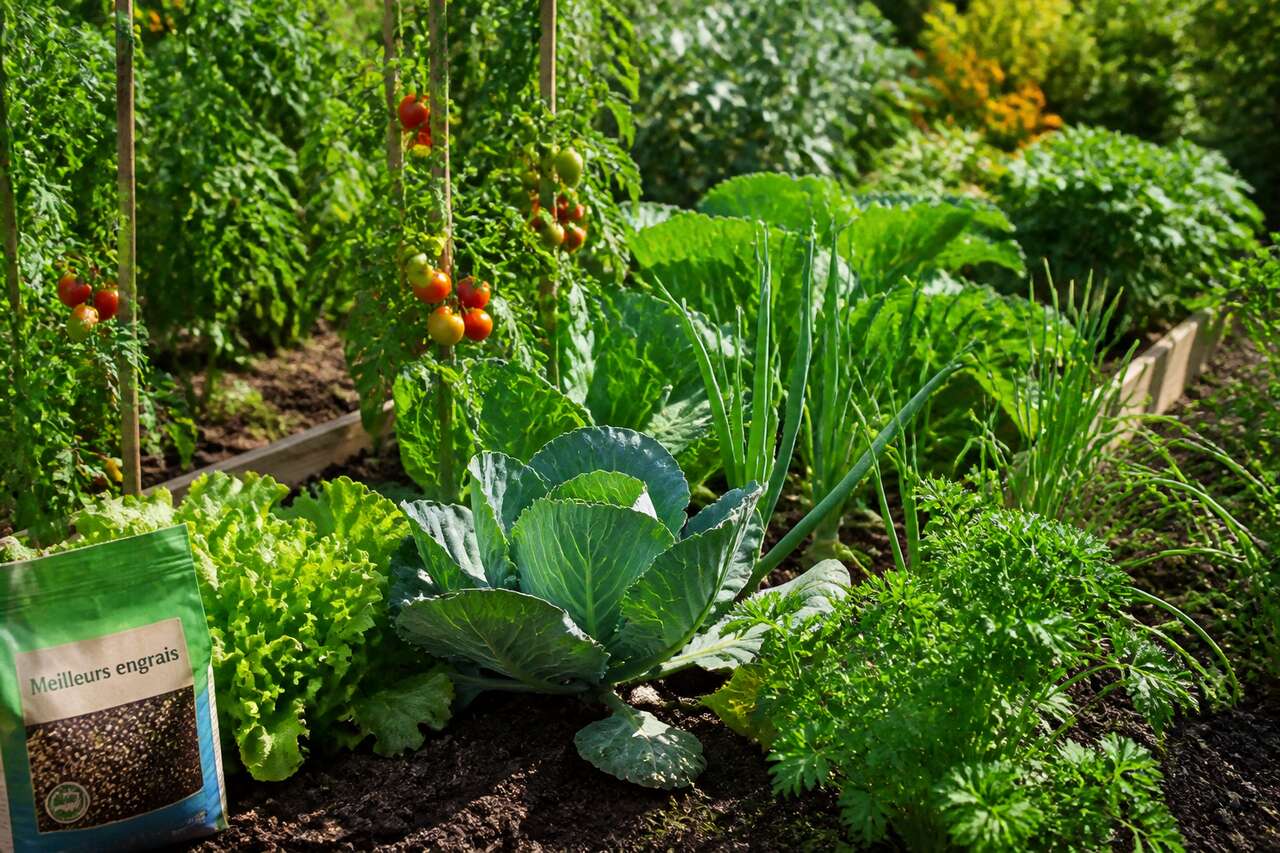 Quels sont les meilleurs engrais pour le potager ?
