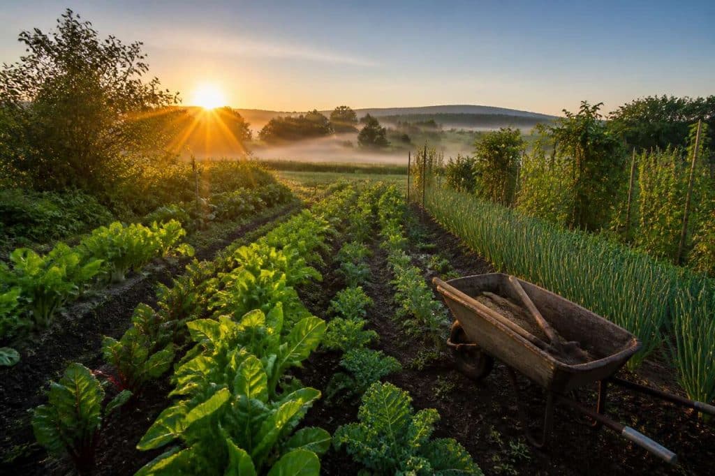 Initiation à la Biodynamie : comprendre les Bases