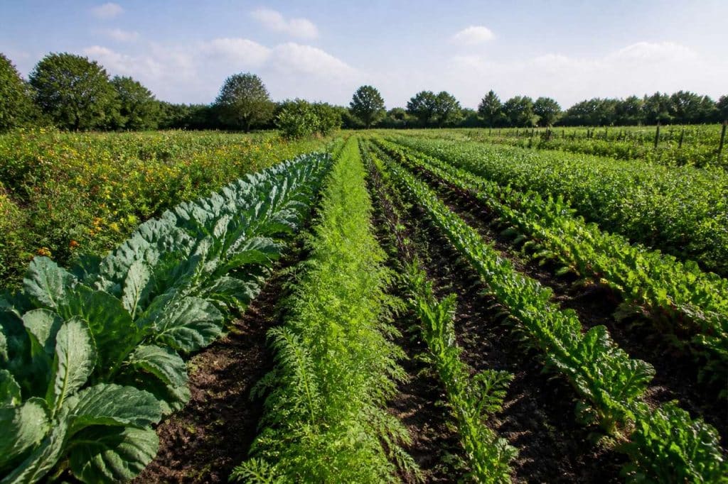 Rotations des cultures en biodynamie : méthode et bienfaits