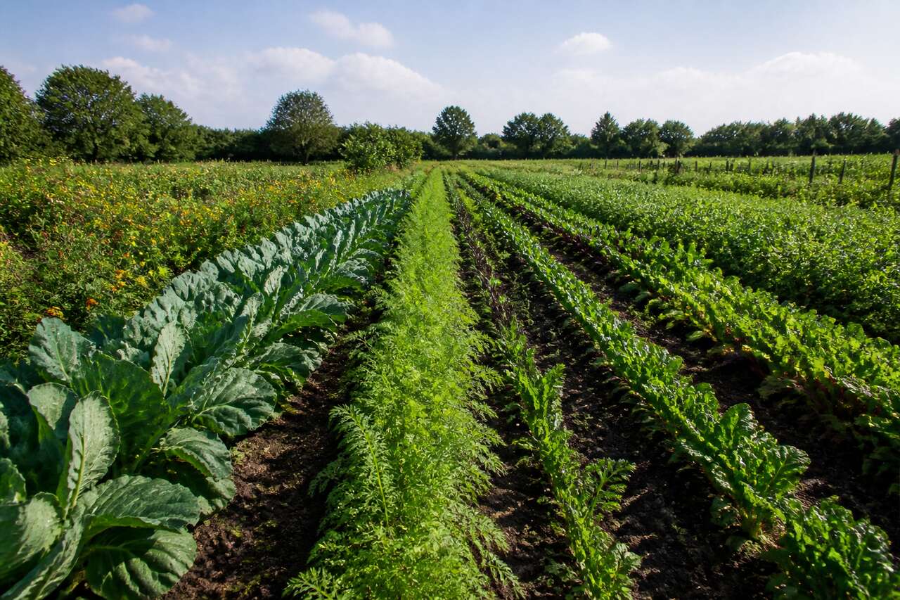 Rotations des cultures en biodynamie : méthode et bienfaits