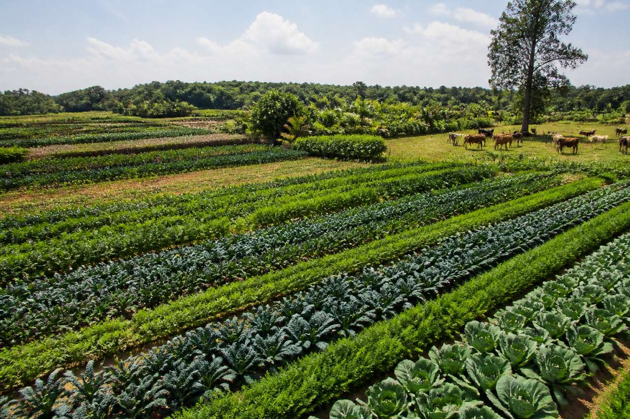 Exemples de rotations biodynamiques : mara&icirc;chage, grandes cultures, polyculture-&eacute;levage