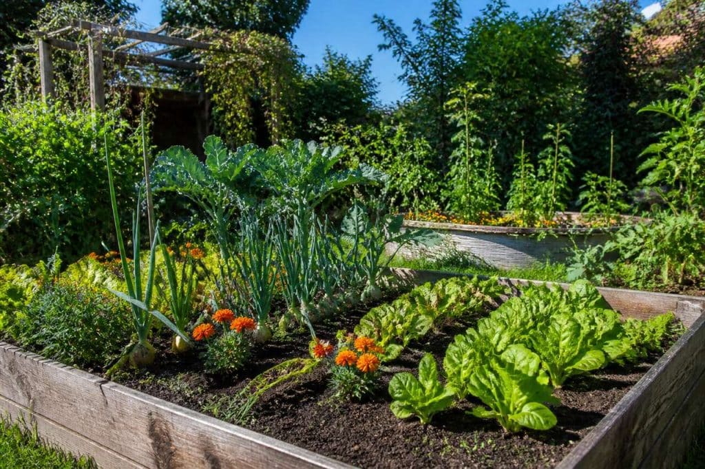 L'utilité des buttes en permaculture : mythe ou réalité ?