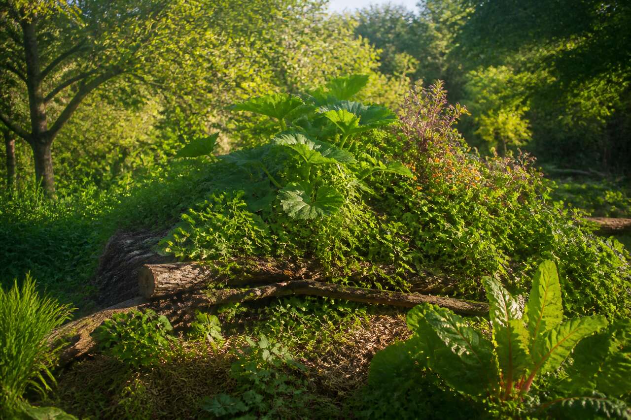 Butte en permaculture : de quoi parle-t-on exactement